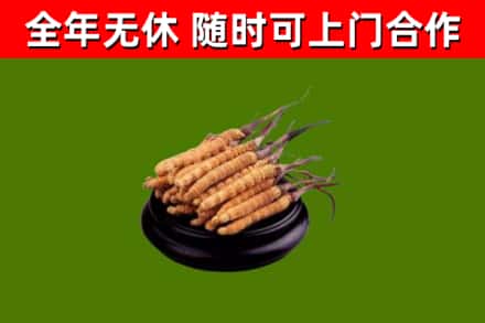 汾西烟酒回收冬虫夏草.jpg